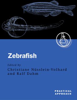 Picture of Zebrafish