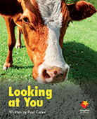 Looking at You Looking at You