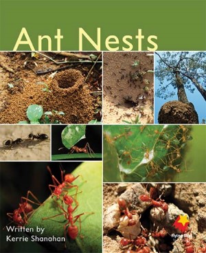 Ant Nests Ant Nests