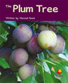 The Plum Tree The Plum Tree