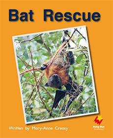 Bat Rescue