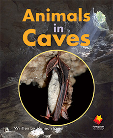 Animals in Caves Animals in Caves