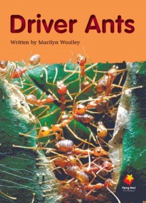 Driver Ants Driver Ants