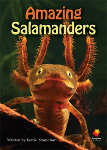 Amazing Salamanders Amazing Salamanders