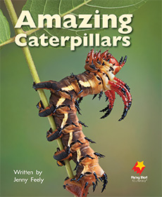 Amazing Caterpillars Amazing Caterpillars