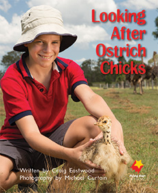 Looking After Ostriches Chicks Looking After Ostriches Chicks