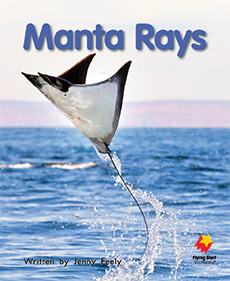 Manta Rays Manta Rays