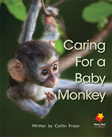 Caring For A Baby Monkey Caring For A Baby Monkey