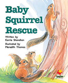 Baby Squirrel Rescue Baby Squirrel Rescue