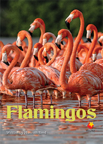 Flamingos Flamingos