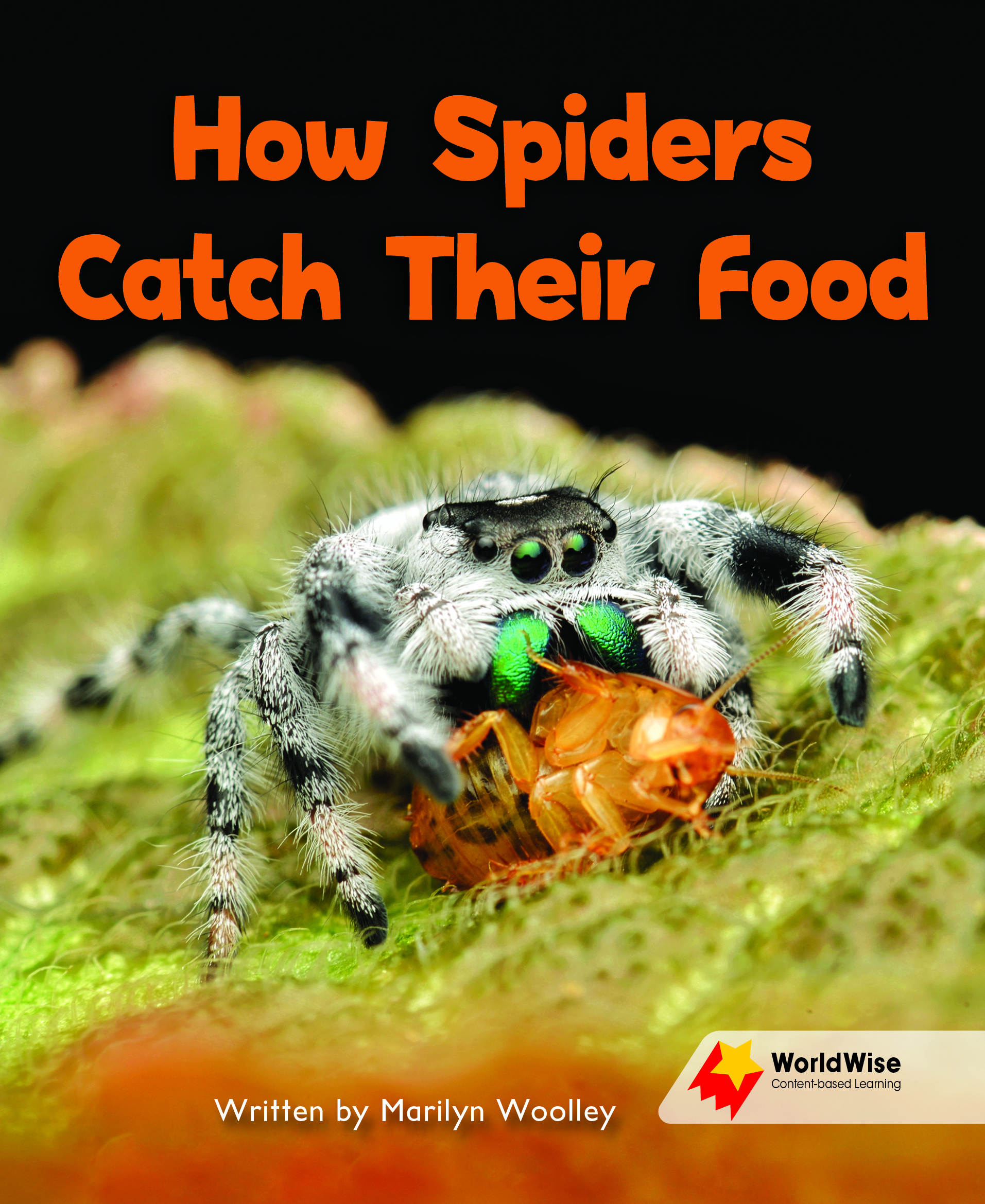 How Spiders Catch Their Food